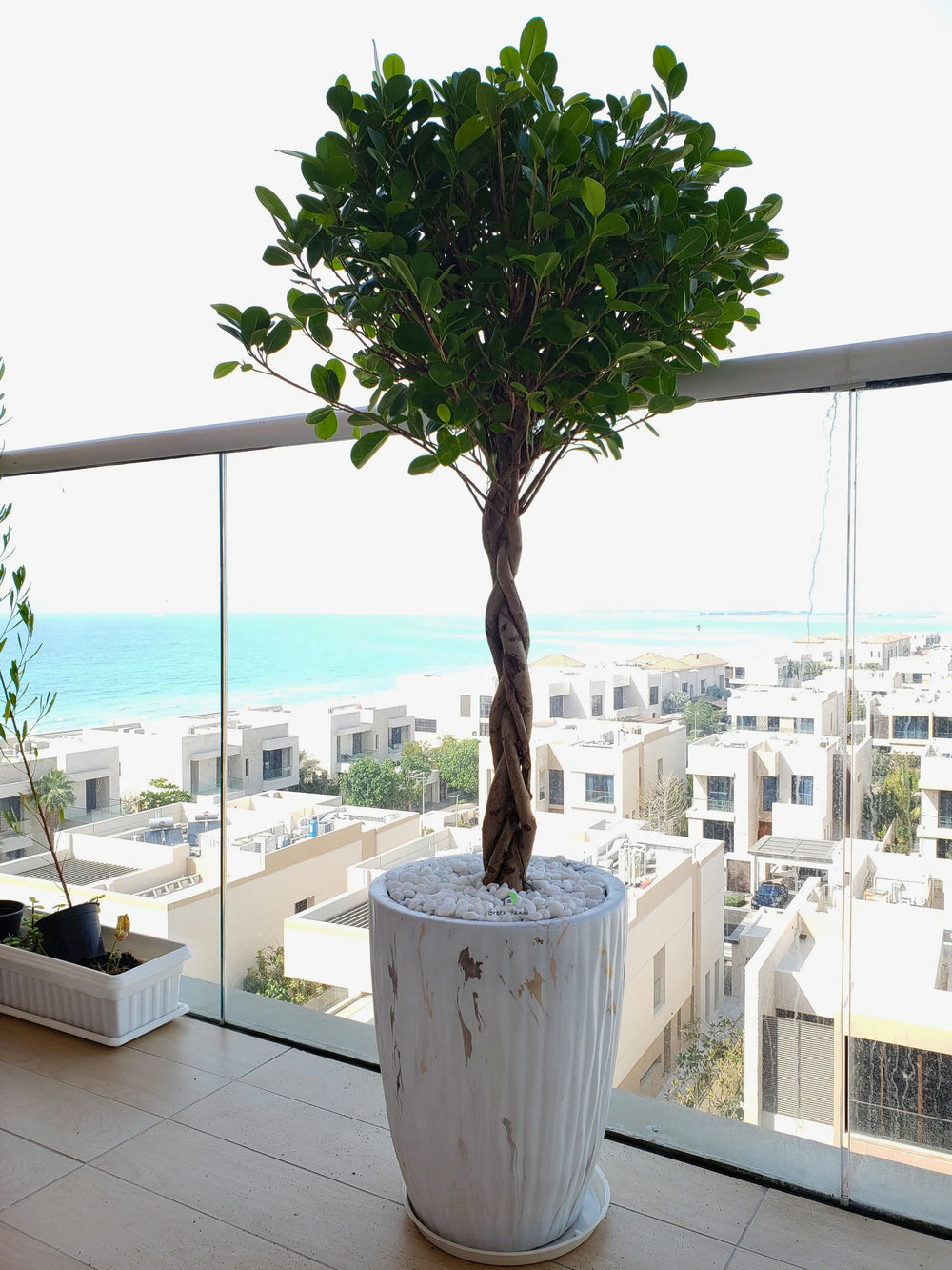 XL-Twisted-Bonsai-in-Wavy-Marble-Gold-Ceramic-Pot