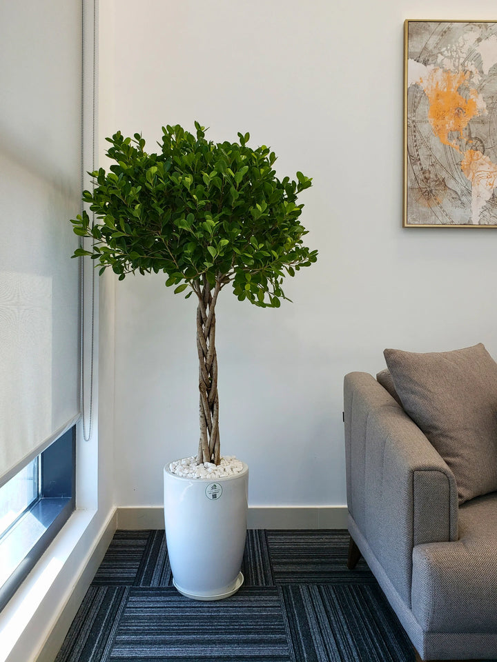 XL-Twisted-Bonsai-in-White-Ceramic-Pot