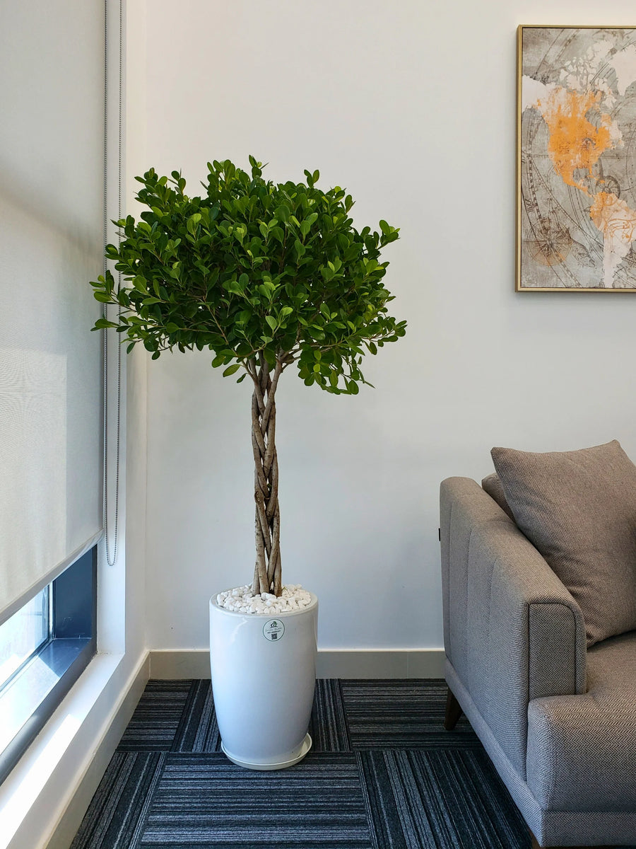 XL-Twisted-Bonsai-in-White-Ceramic-Pot