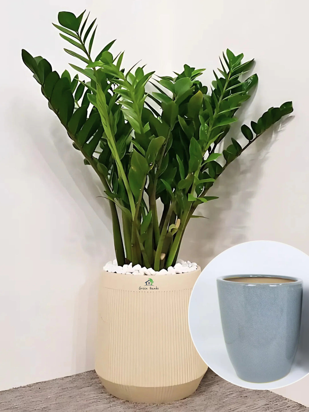 zz plant in ceramic pot XL Potted ZZ Plant | 100–110cm