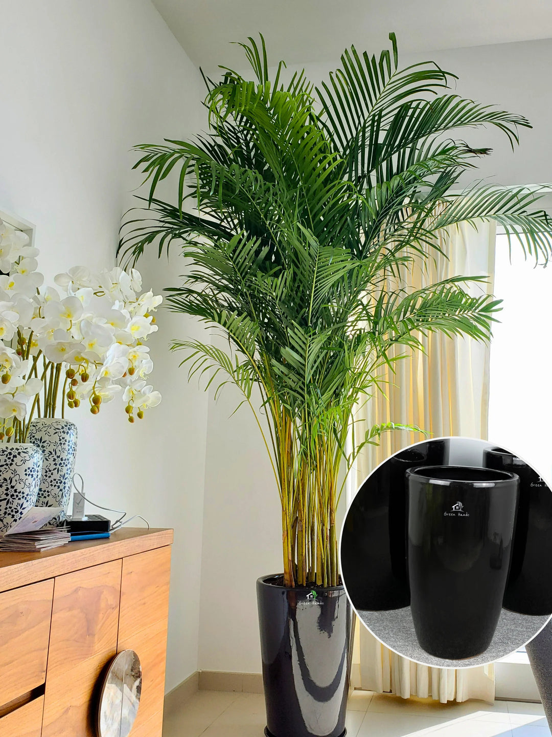 areca palm purifier XXL Potted Areca Palm | 220–260cm | Air Purifier