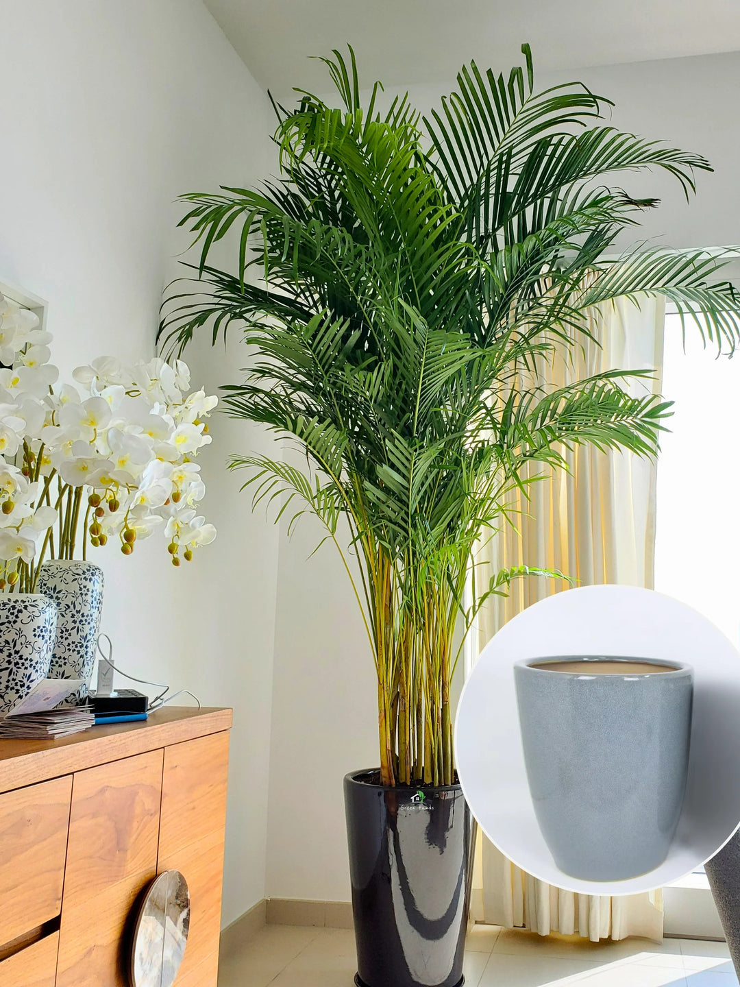 areca palm air purifier plant XXL Potted Areca Palm | 220–260cm | Air Purifier