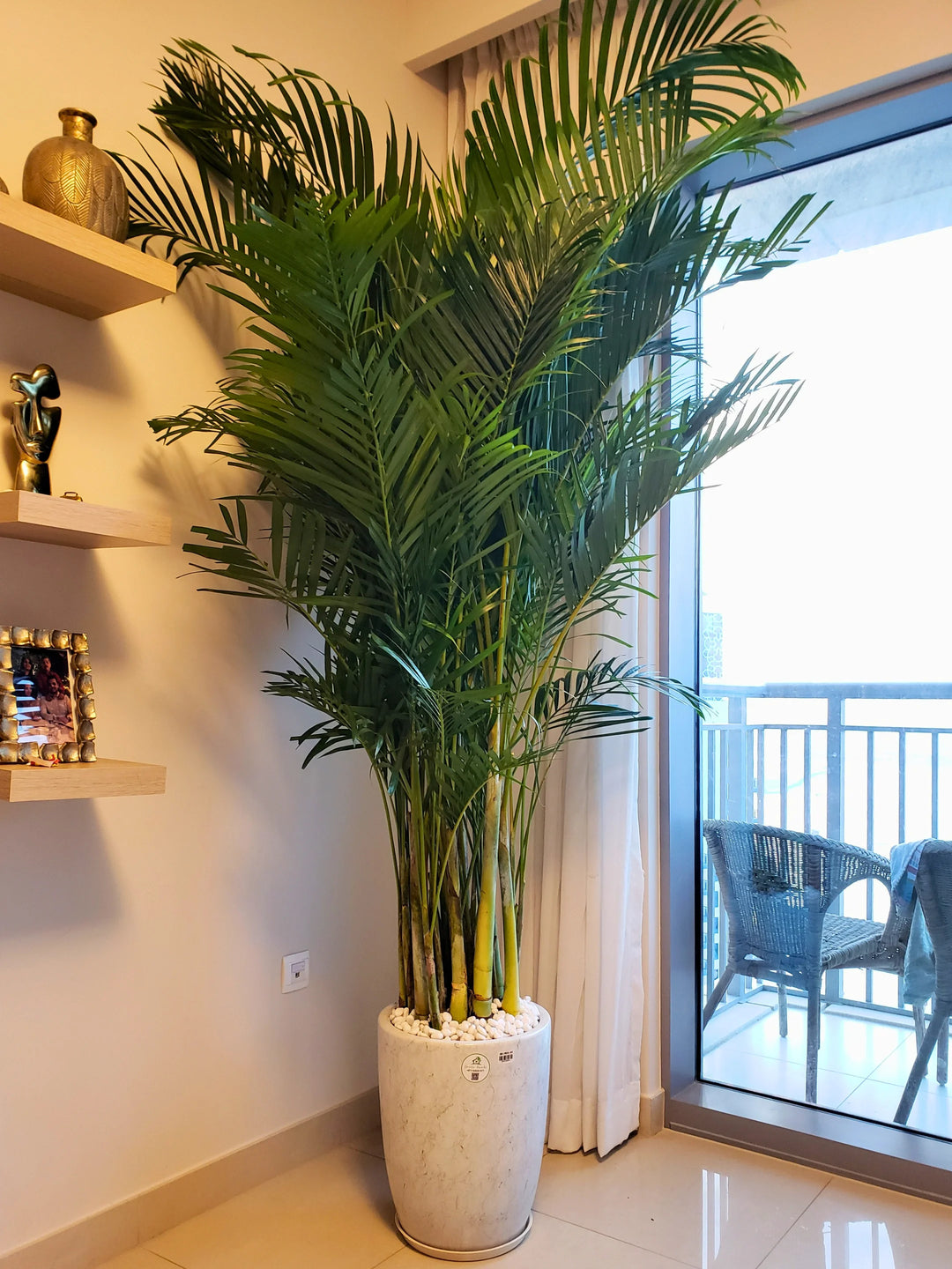areca palm big XXL Potted Areca Palm | 220–260cm | Air Purifier