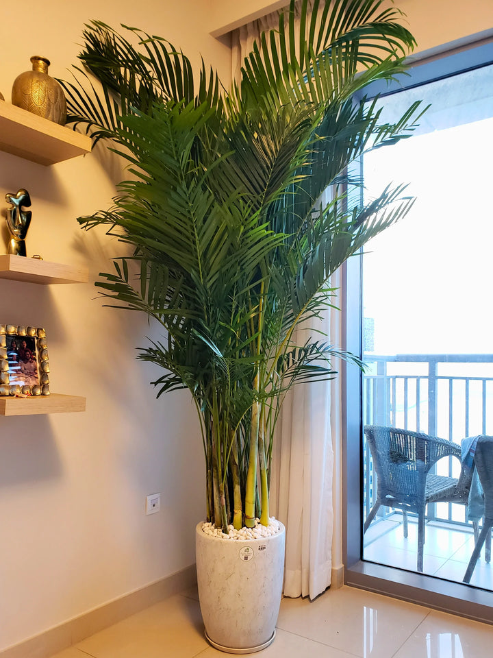 areca palm indoor plants india XXL Potted Areca Palm | 220–260cm | Air Purifier