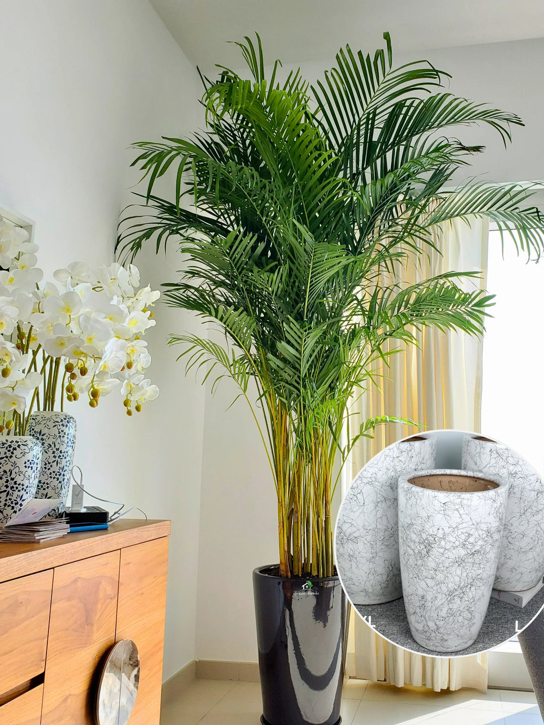 areca palm price in uae XXL Potted Areca Palm | 220–260cm | Air Purifier