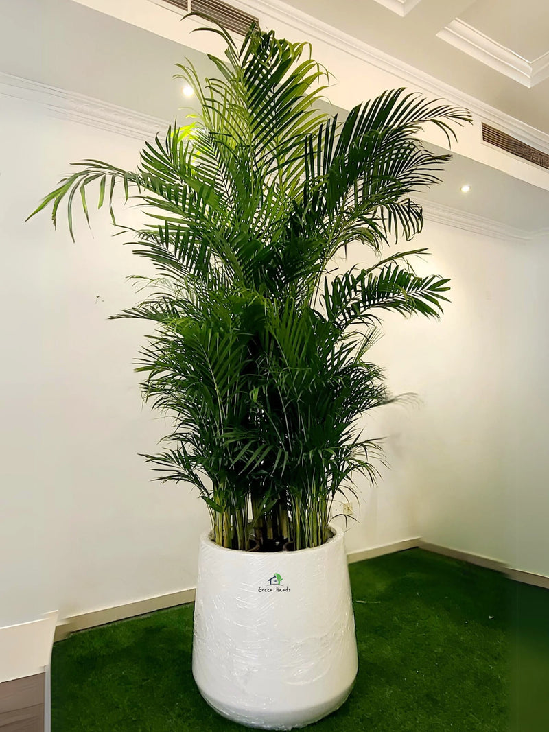 files/XXXL-Areca-Palm-in-Soft-Beige-Fiber-Pot.webp