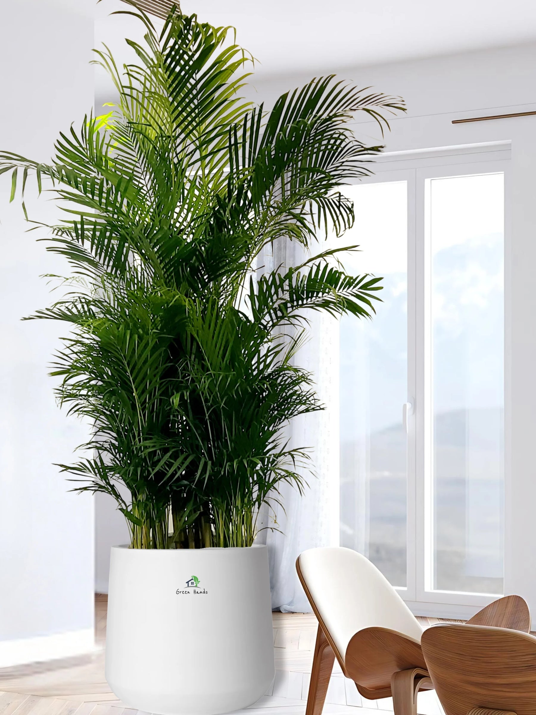 areca palm price in uae XXXL Potted Areca Palm | Air Purifier