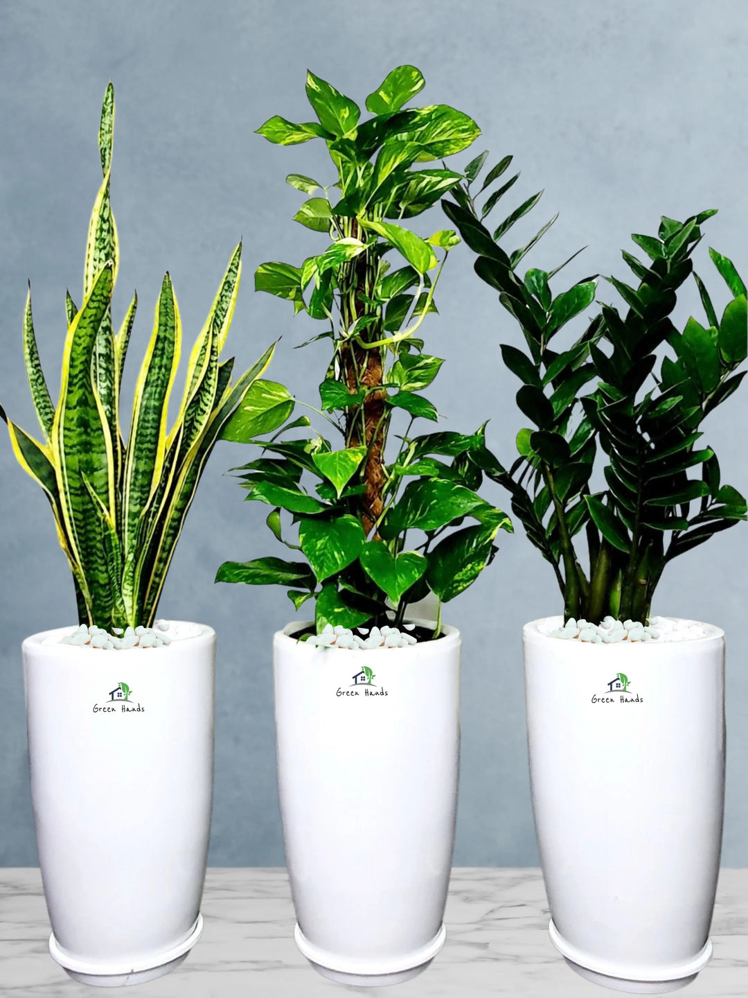 zz plant air purification ZZ, Snake & Money Plant Bundle | Low Light