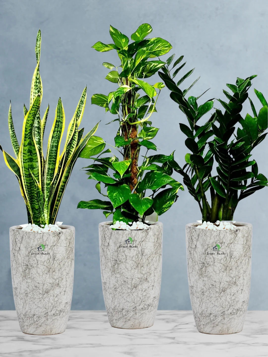 ZZ, Snake, and Money Plants | Low-Light Bundle | Perfect for Air Purification