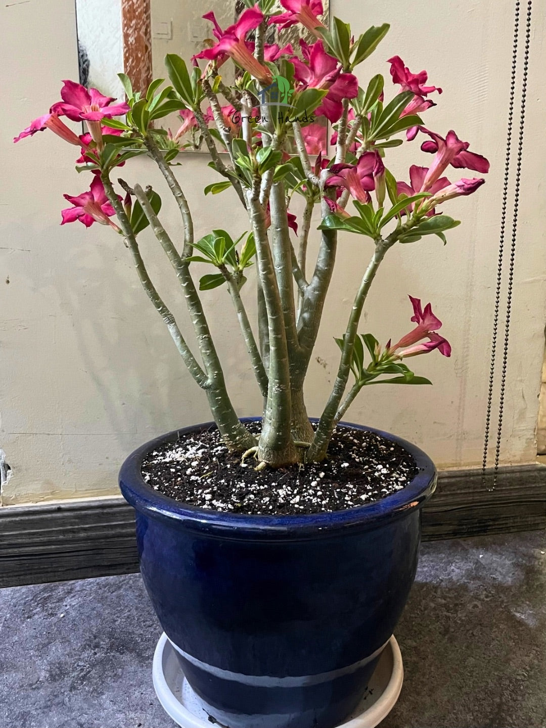 Desert Rose Plant Planted in White Pot