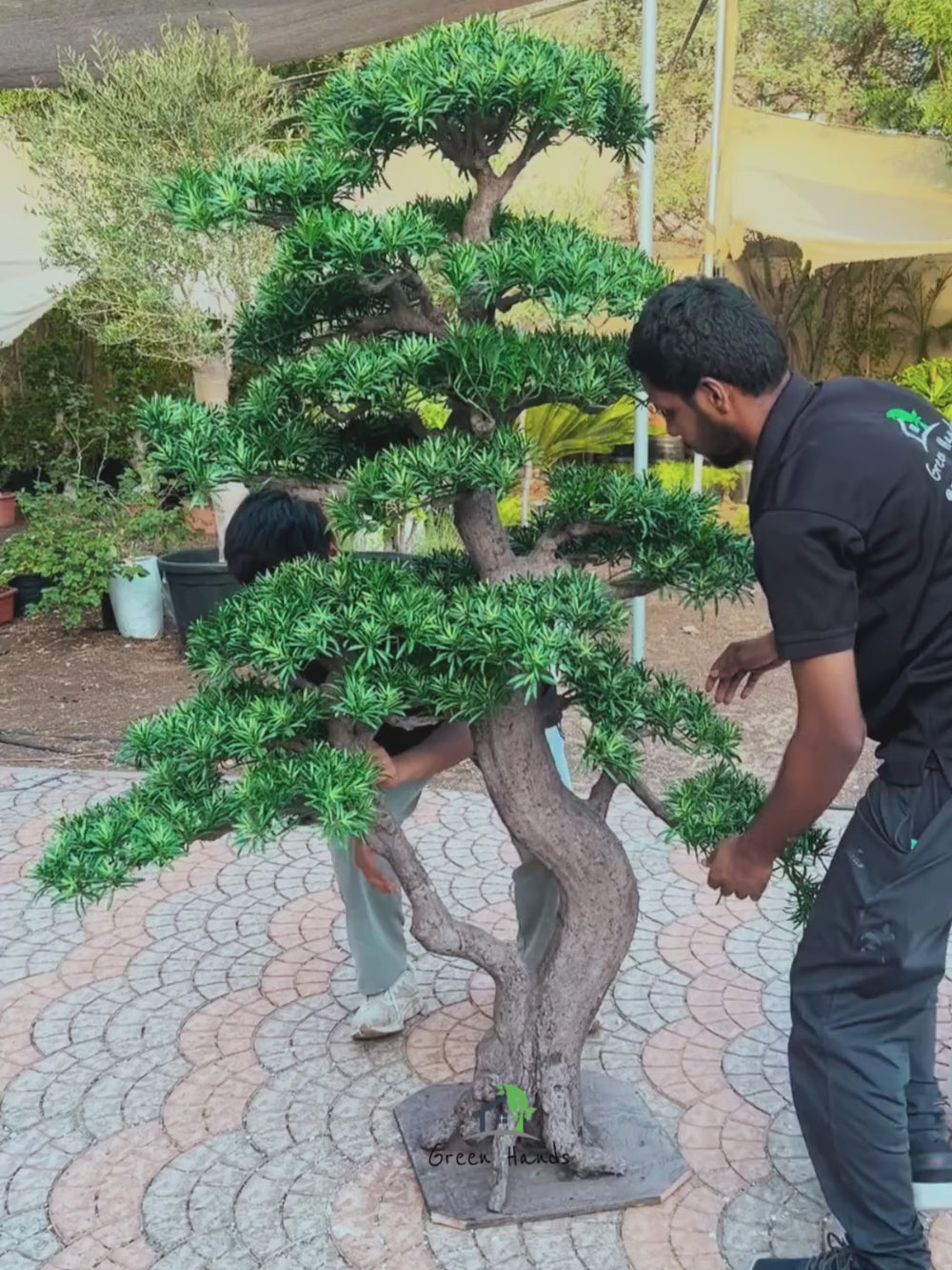 Artificial S Bonsai 220 cm being setup in a huge fiber pot