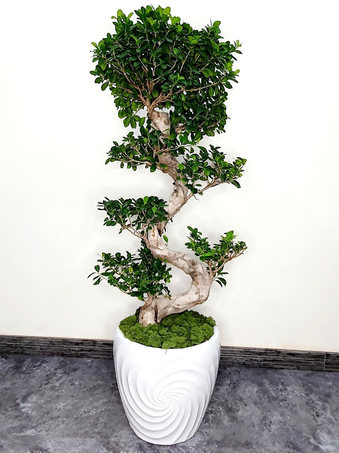 Potted XL Bonsai Tree - S Shape Planted in Fiber White Shallow Pot with Pebbles Topping