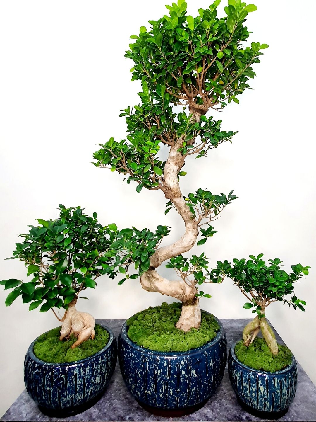 Potted XL Bonsai Tree - S Shape Planted in Fiber White Shallow Pot with Moss Topping