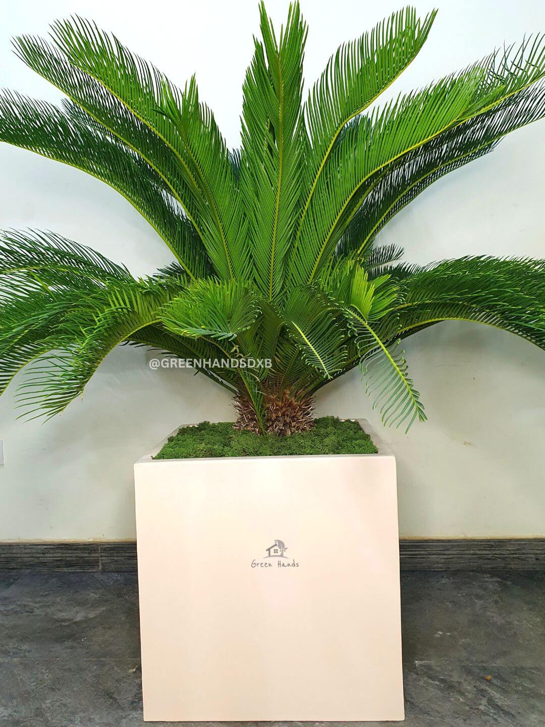 Potted XL Cycus Revoluta Palm or Sago Palm Plant | Designer Collection Cube XL Planted in Beige Pot Smooth Finished