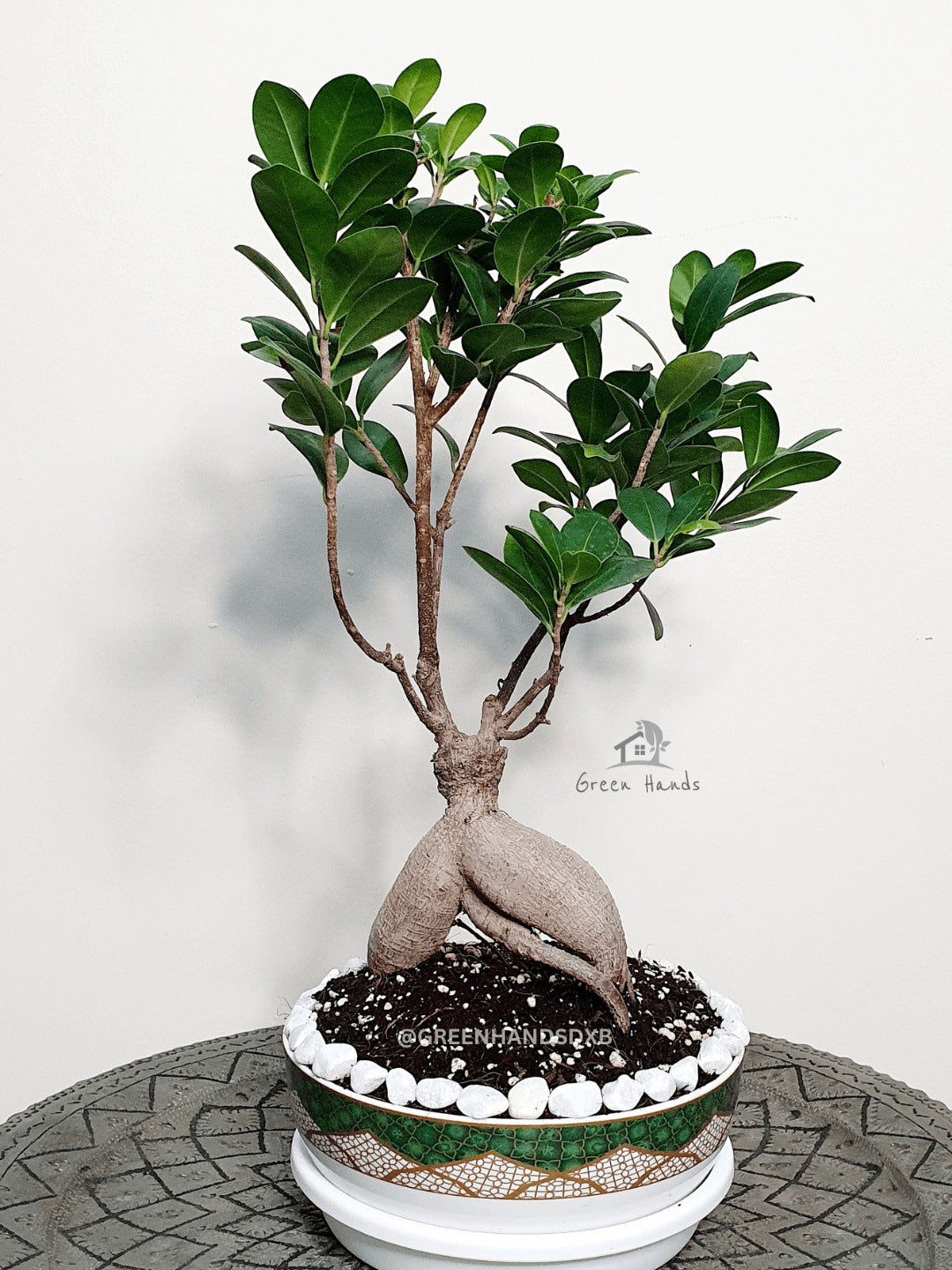 bonsai tree desk plant Potted Desktop Bonsai Tree | Premium Pot