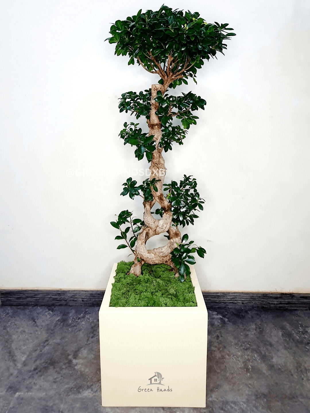 XL 8-Shaped Bonsai Tree: Make a Statement with This Masterpiece Indoor Plant