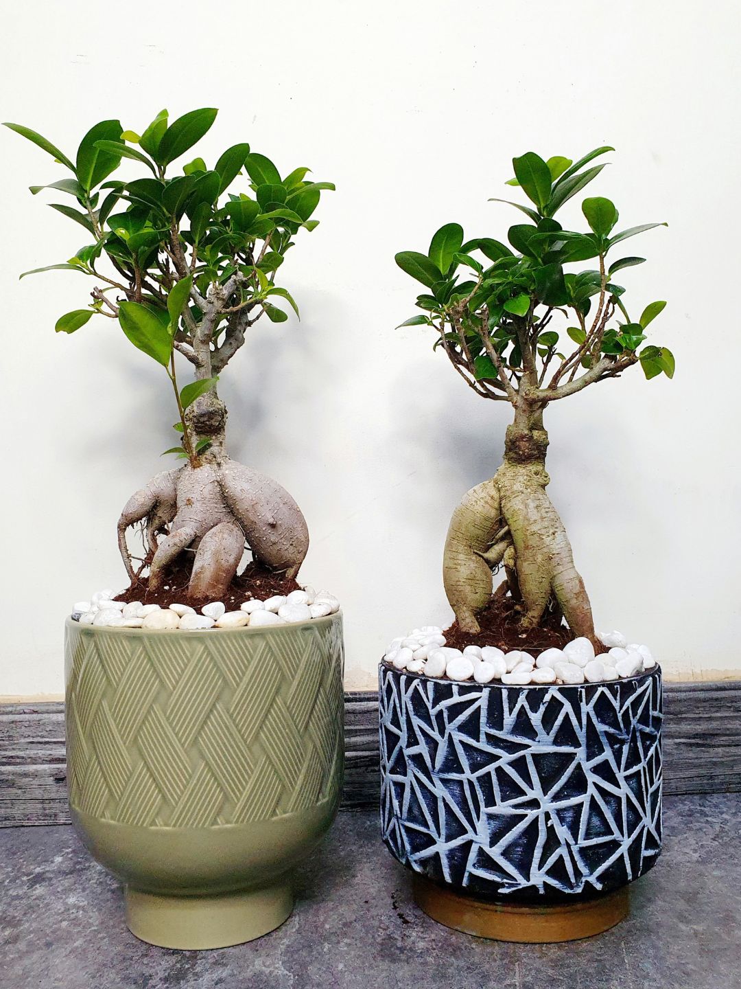 Desktop Potted Indoor Bonsai Tree in a green ceramic pot