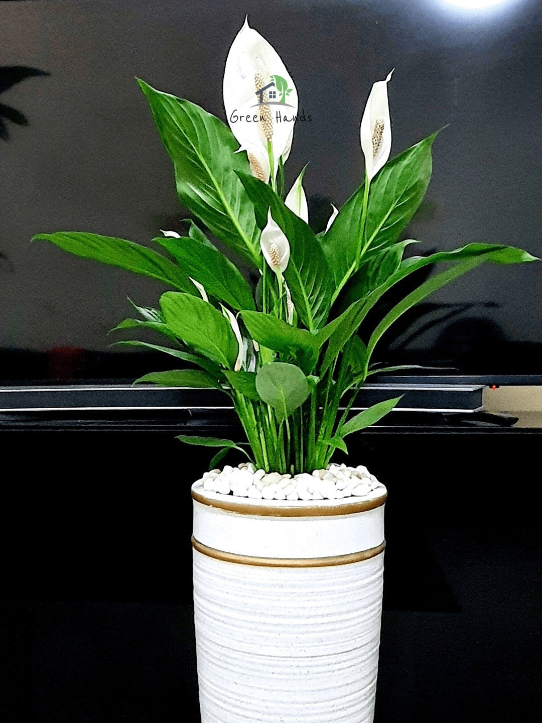 Potted Peace Lily Large, XL Planted in Ceramic - Marble Pot