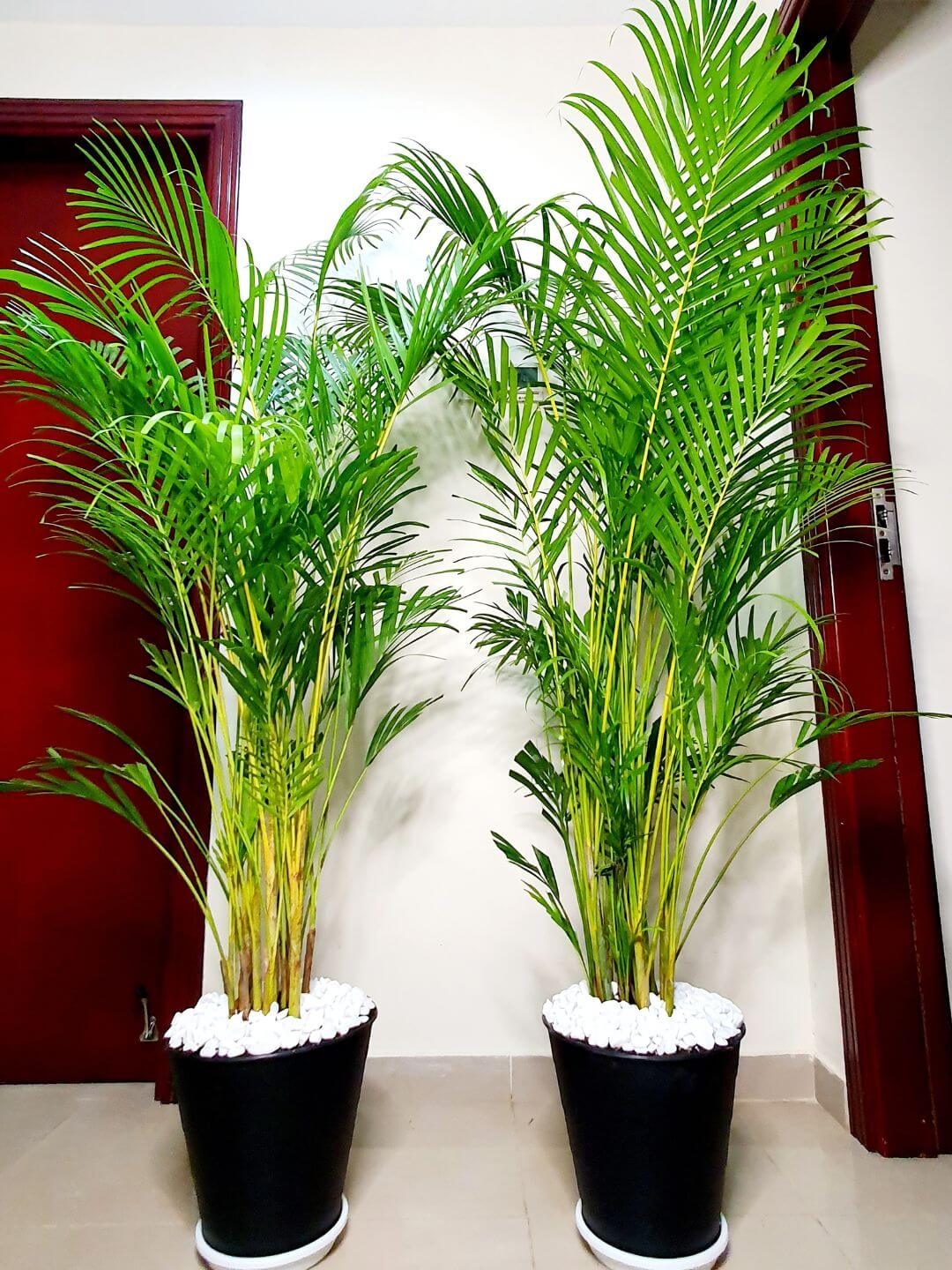 Potted Large Areca Palms 130-140 cm Planted in White Flexible Pot