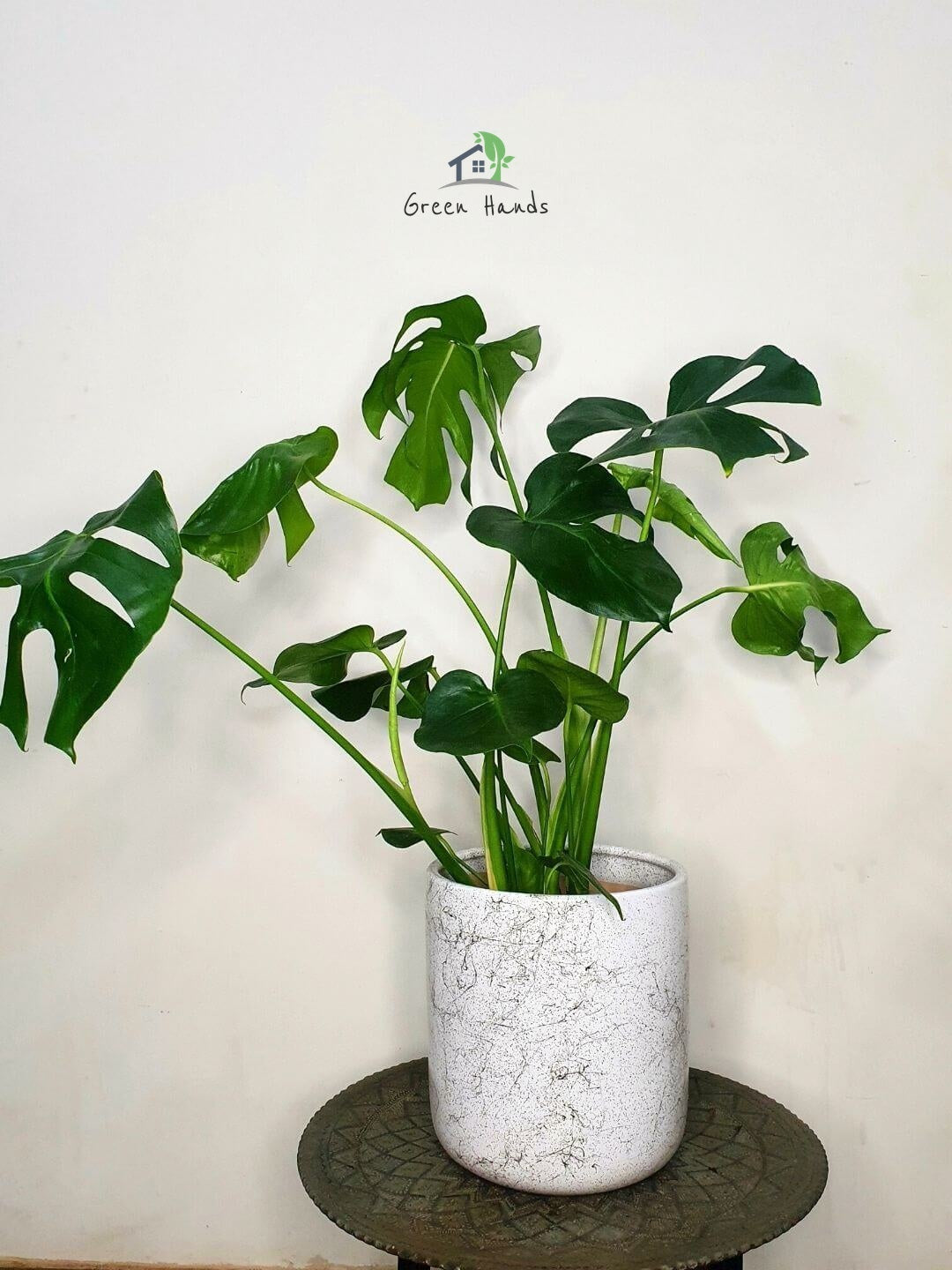 Potted Monstera Delicosia or Cheese Plant Planted in White Pot
