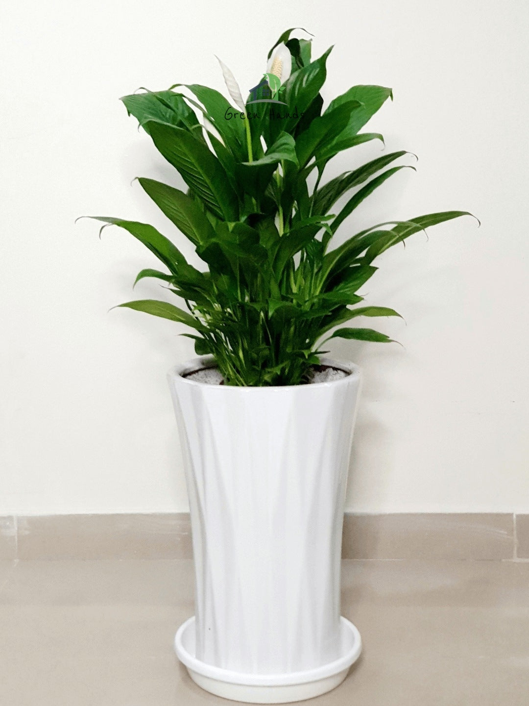 Potted Peace Lily Large, XL Planted in Ceramic - Marble Pot