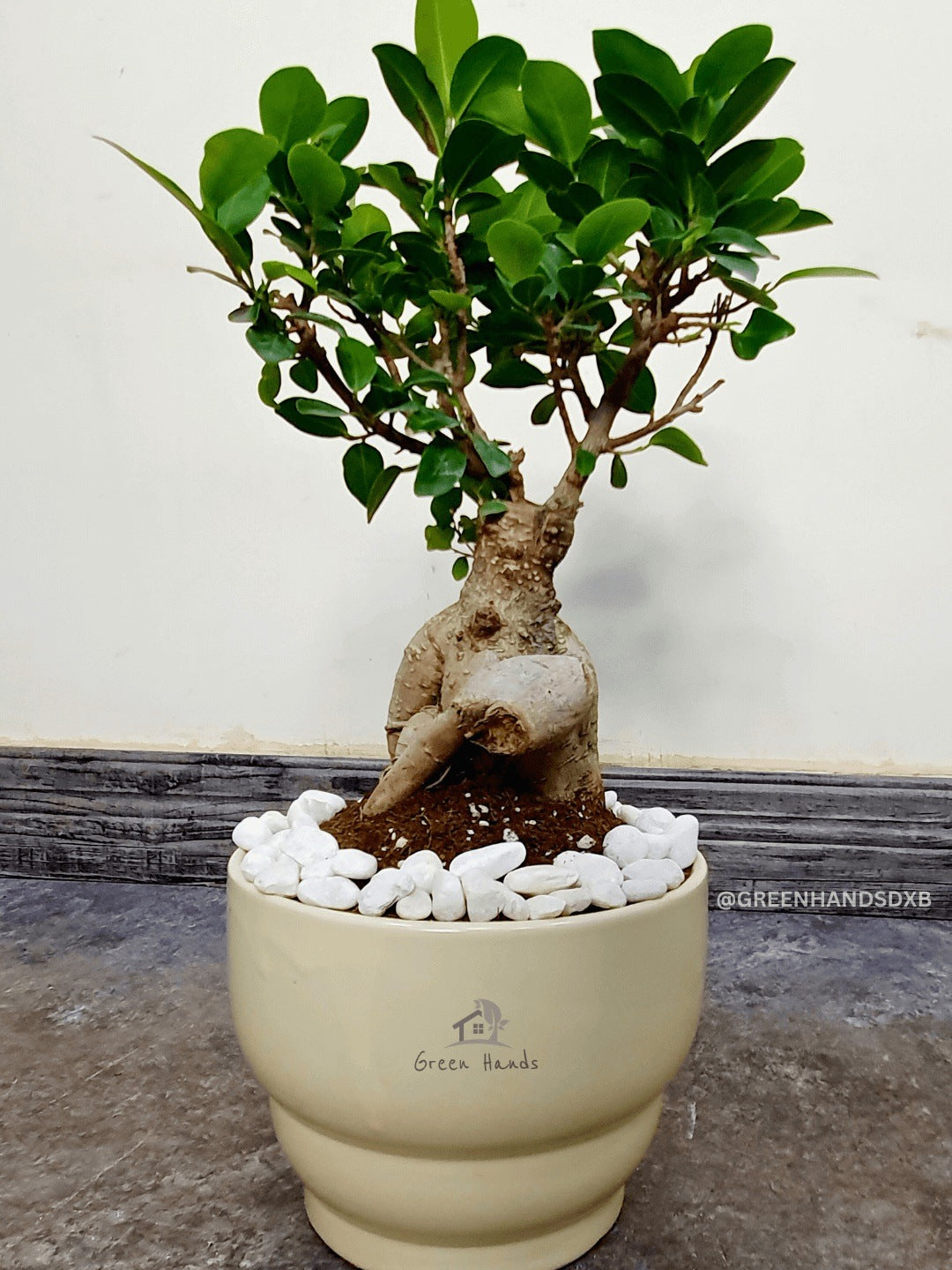 Desktop Potted Indoor Bonsai Tree in a designer beige ceramic pot