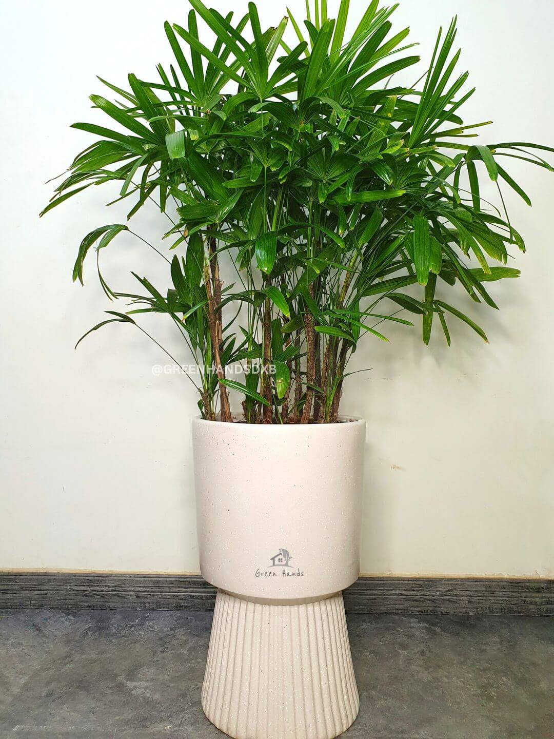 Potted XL Lady Palm | Designer Collection Cylinder Planted in Beige Pot Smooth Finished
