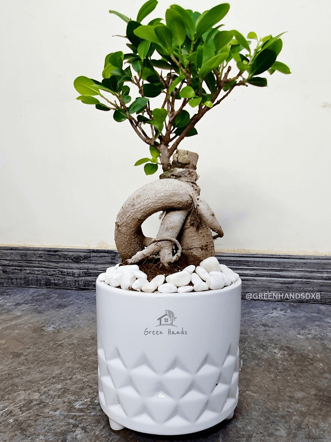 Desktop Potted Indoor Bonsai Tree in a white ceramic pot