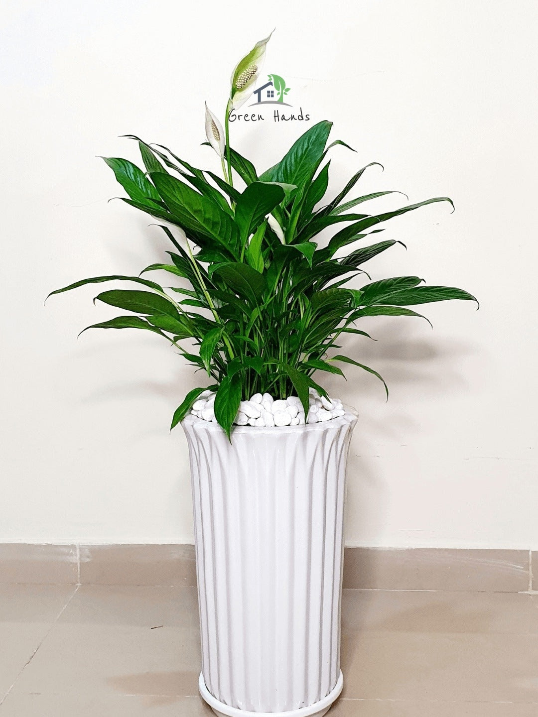 Large/XL Peace Lily: Your Indoor Air Purifier