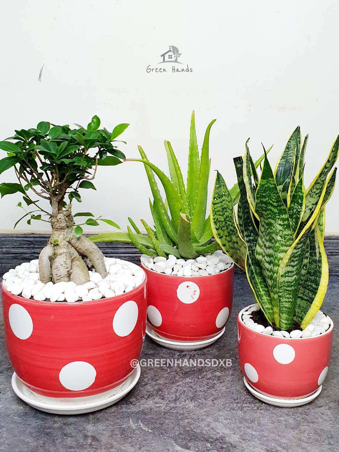 Potted Aloe Vera, Snake Plant and Bonsai Bundle Planted in Yellow Pot