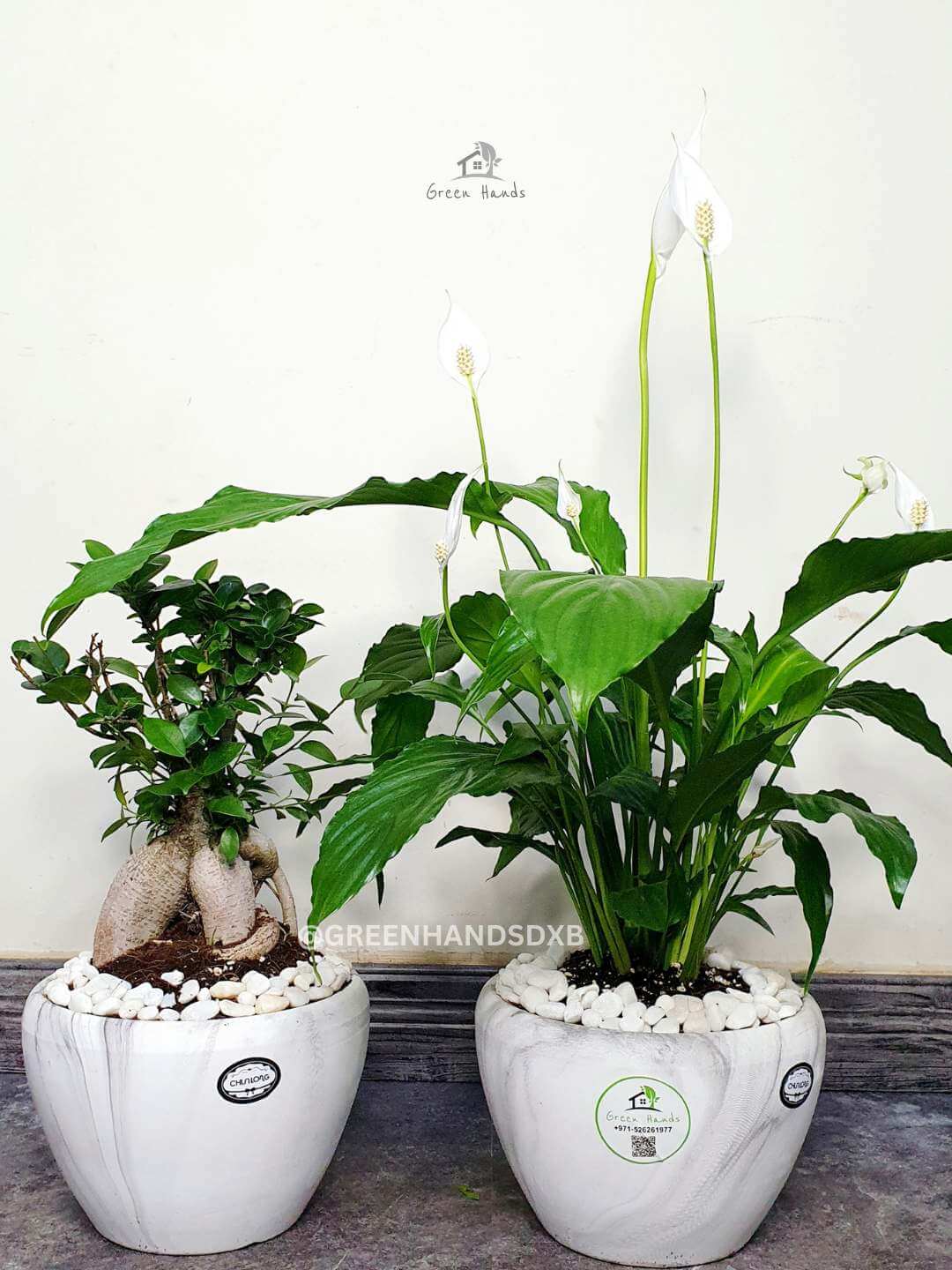Peace Lily & Bonsai Bundle