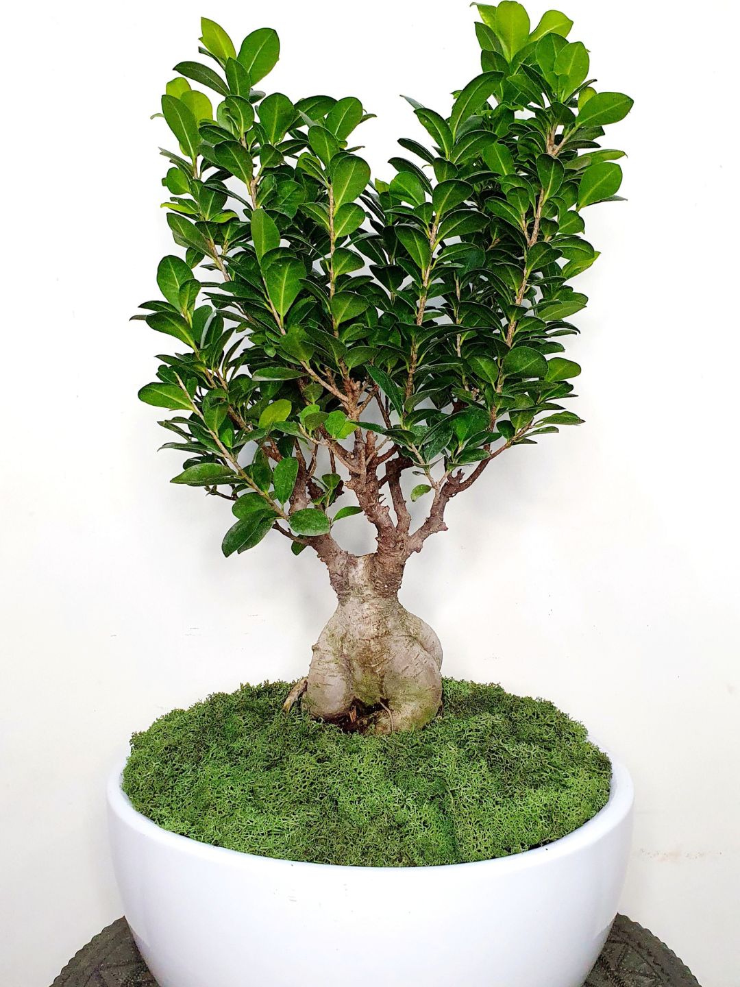 topping bonsai tree Potted Desktop Bonsai Tree | Premium Pot