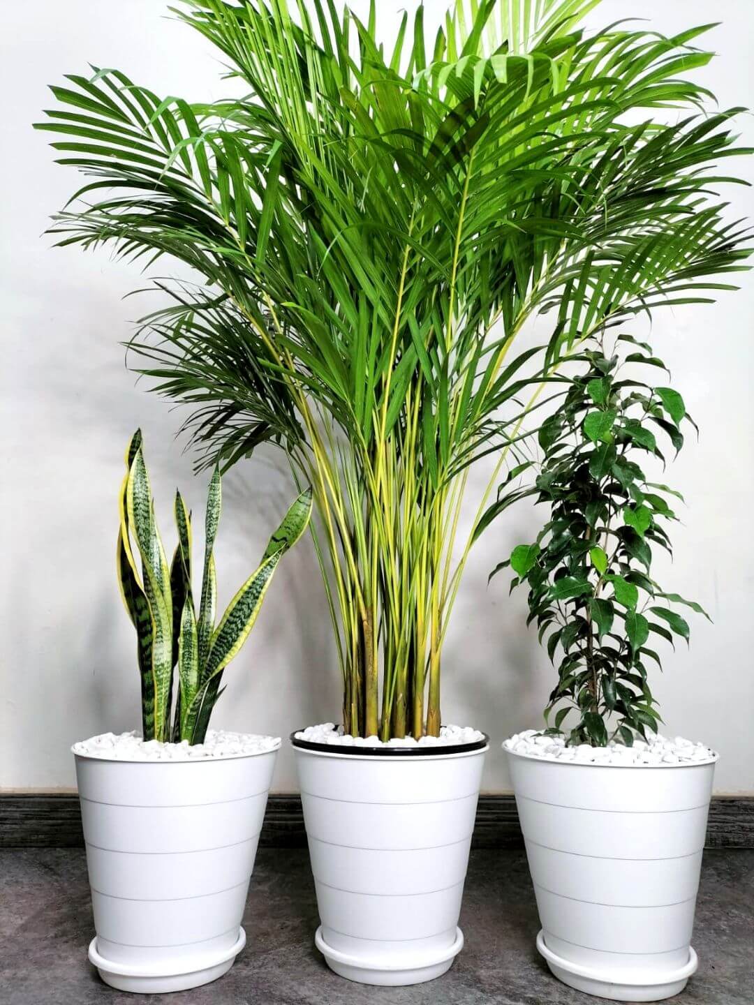 Potted Areca Palm, Snake Plant, Ficus Benjamina | Unbreakable Pots Bundle