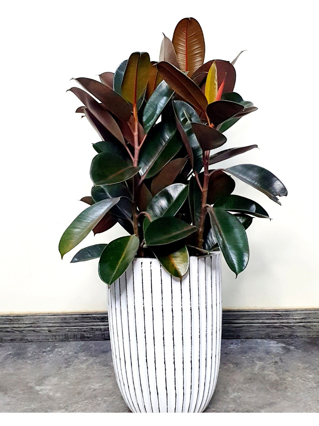 Potted Rubber Plant 110-130cm Planted in Ceramic White  Pot 