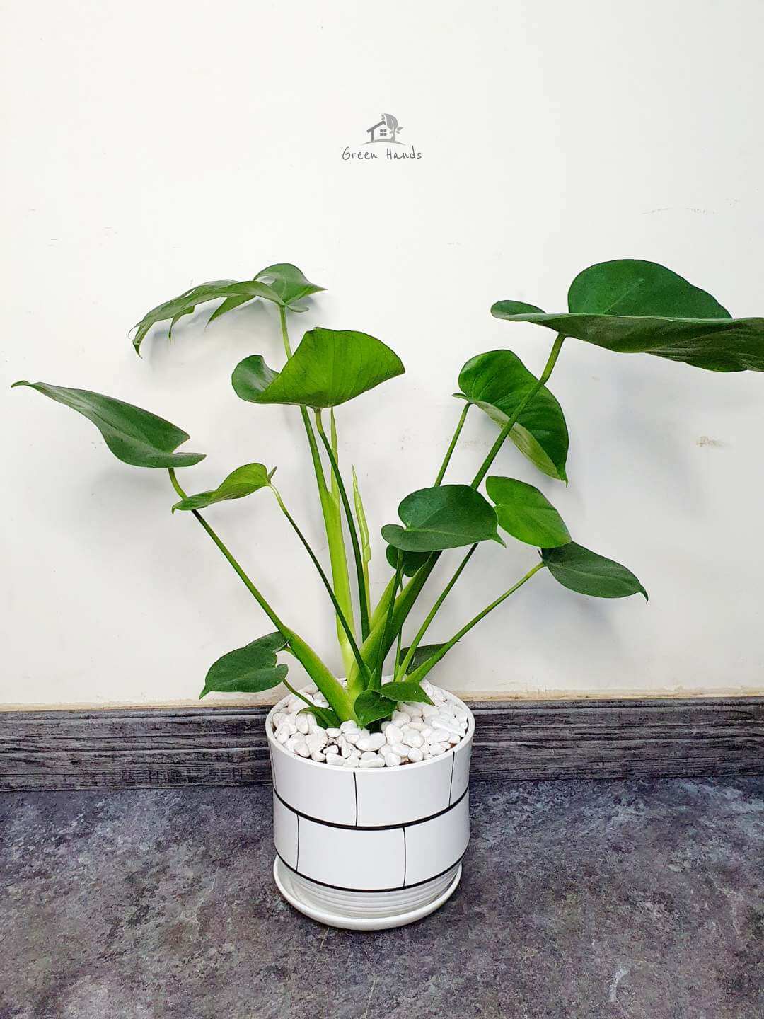 Potted Monstera Delicosia or Cheese Plant Planted in Marble Pot