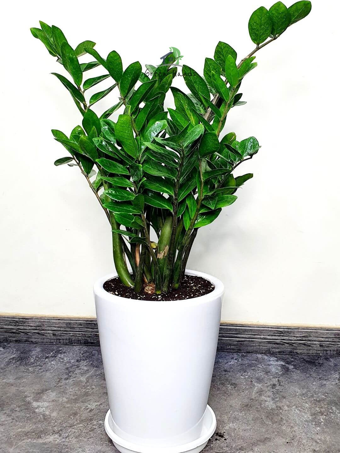 Potted ZZ or Zamia Plant Planted in Ceramic Marble Pot