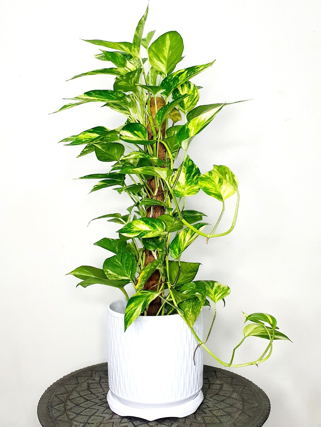 Potted Money Plant 70-80cm Planted in White  Pot 