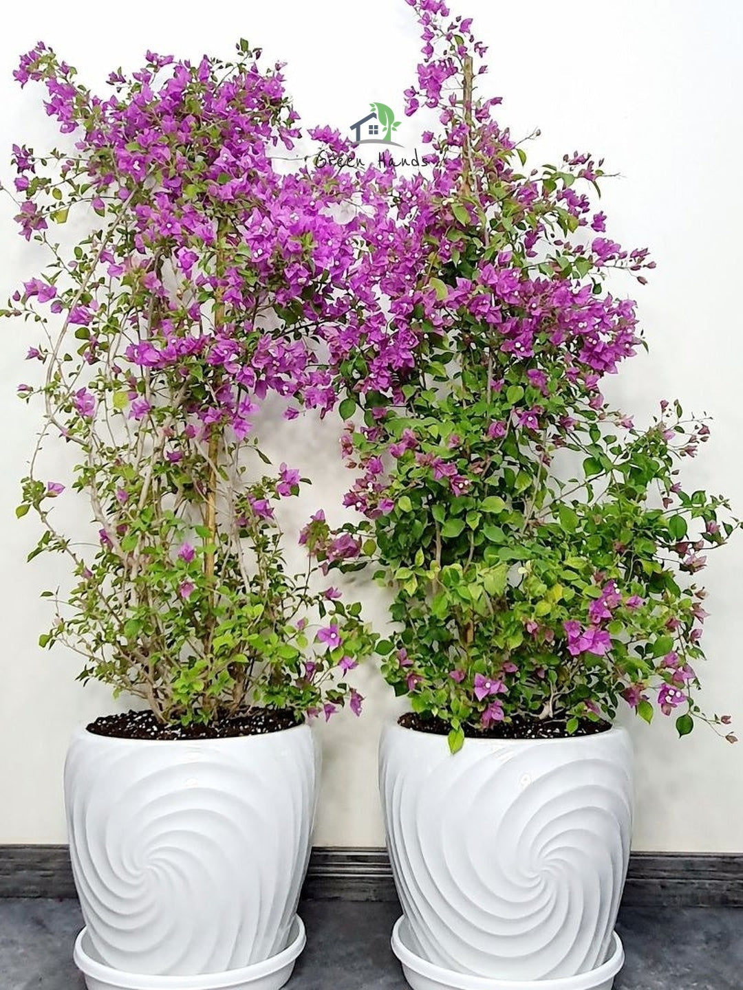Potted Extra Large Bougainvillea