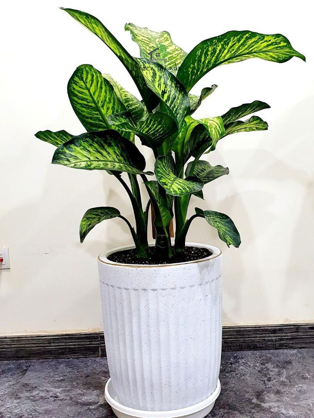 XL Potted Dieffenbachia: The Elegant Indoor Plant