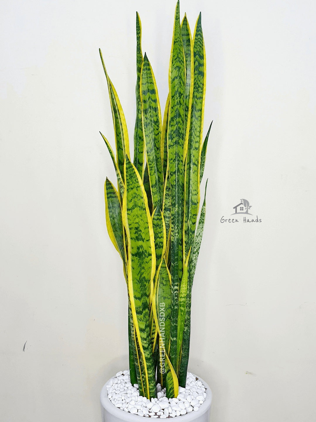 Snake Plant: The Ultimate Low-Maintenance, Air-Purifying Indoor Plant Planted in Glossy White Pot
