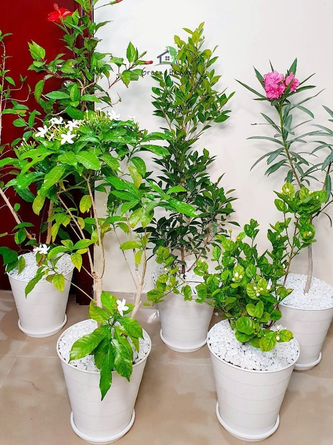 Potted Jasmine, Hibiscus, Oleander, Desert Rose, Bougainvillea | Five Plants Bundle