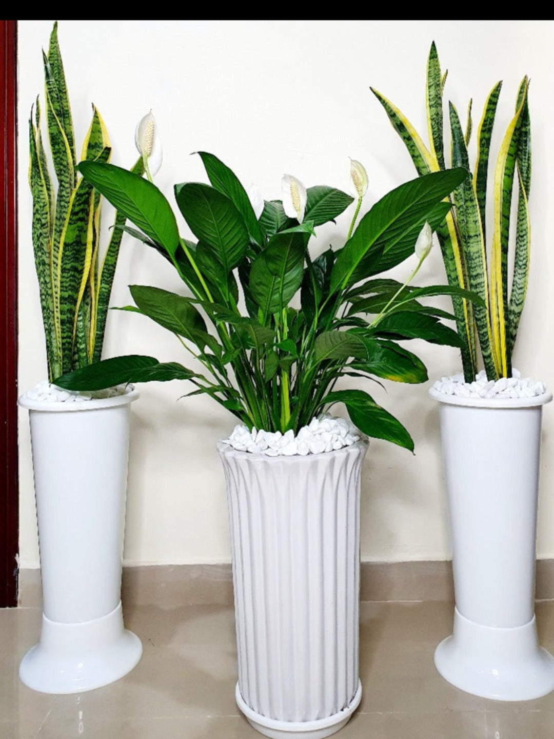 peace lily and snake plants in white pots bundle | green hands