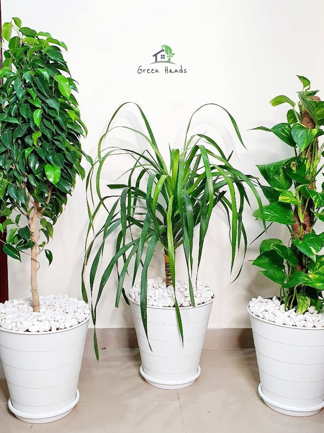 set of 3 Potted plants bundle that includes Money Plant, Ficus Benjamina, and Dragon Plant in ceramic pots - green hands