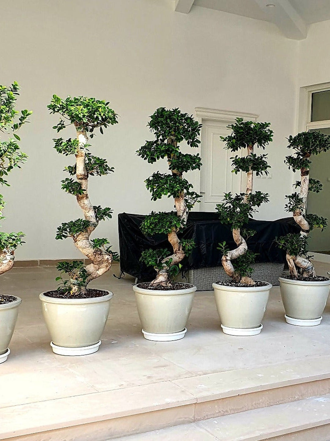 Buy Online: Potted XL S-Shape Bonsai Tree - The Ultimate Statement ...