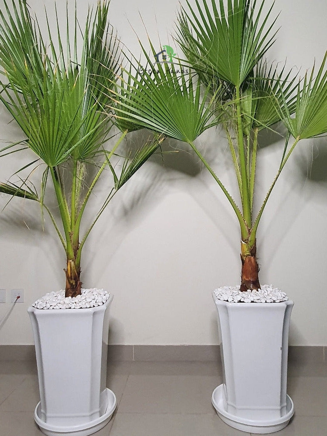online potted washington palm in dubai, xl outdoor plants, green hands, white pots