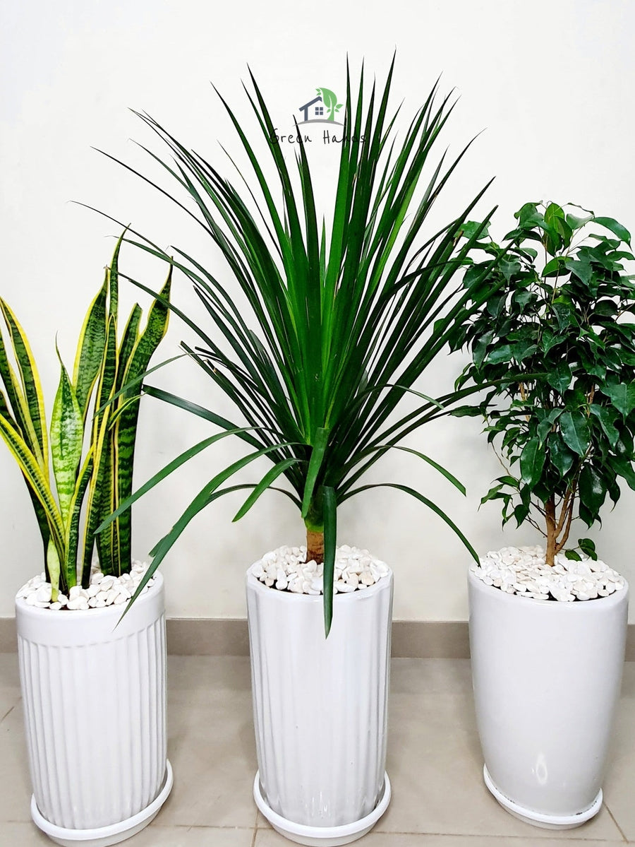 ficus dracaena Potted Snake Plant, Dracaena & Ficus Bundle