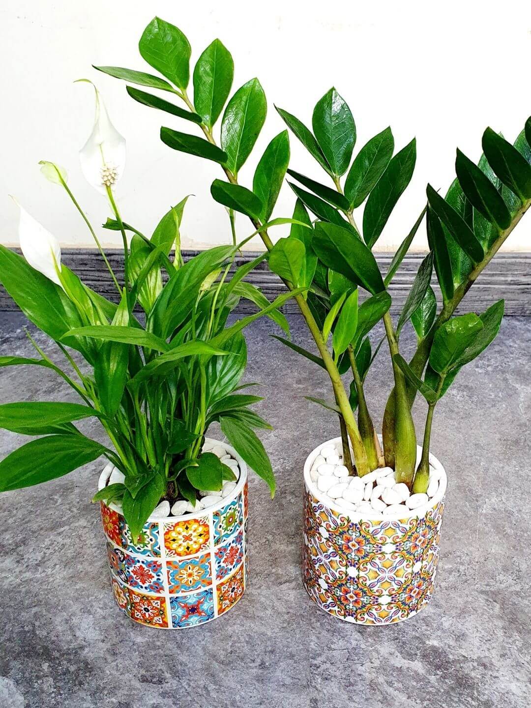 Desktop Peace Lily & ZZ Bundle Planted in White Ceramic Pot