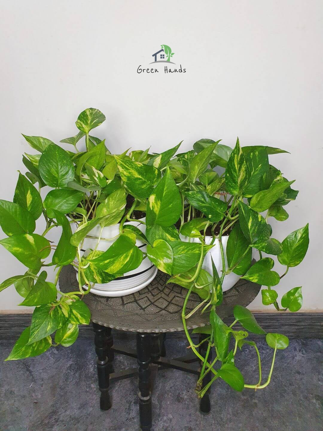 where to keep money plant in office Desktop Potted Money Plant | Low Maintenance