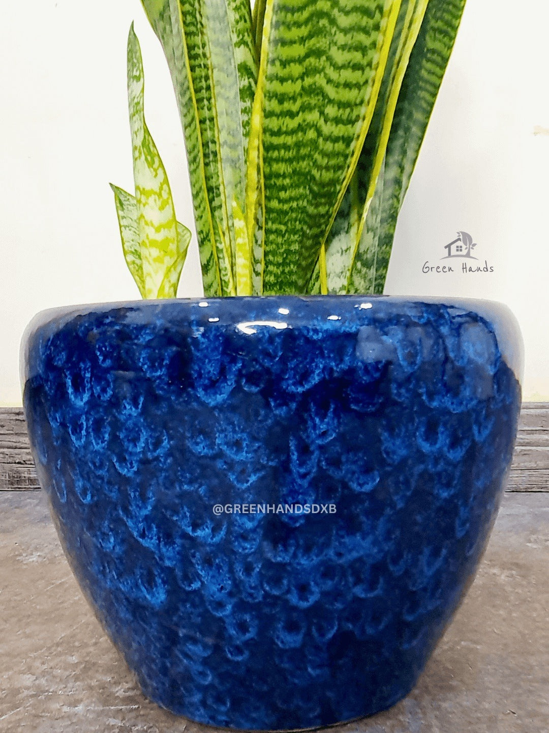 Potted Desktop Snake Plant cm in a blue ceramic pot zoomed in