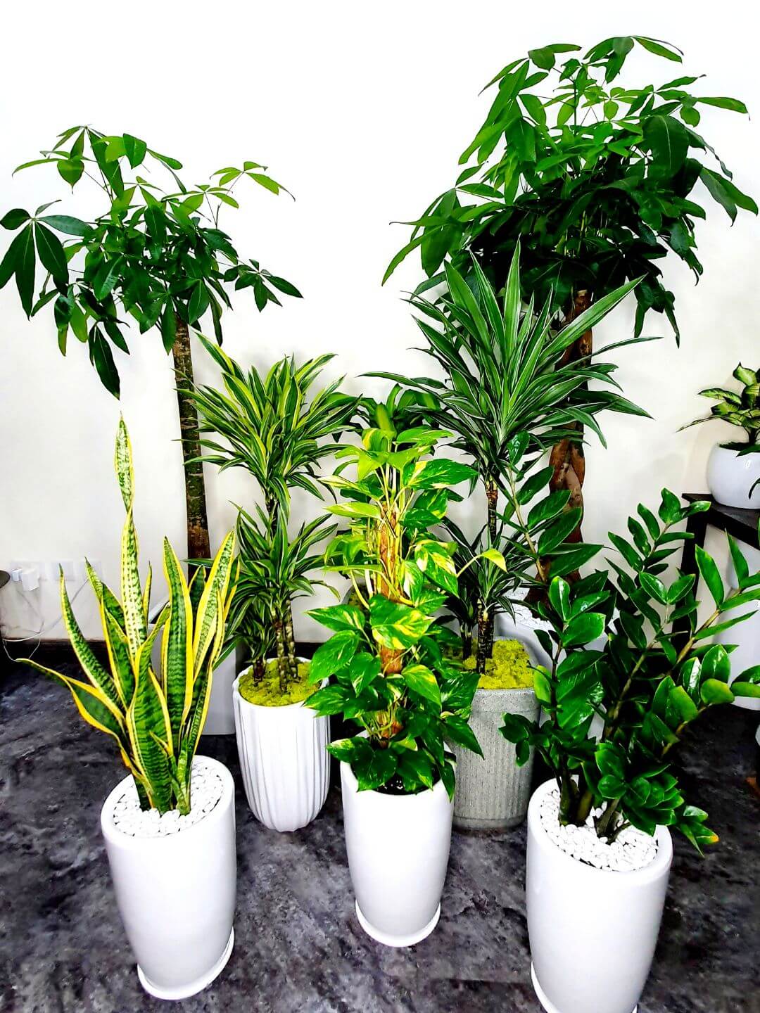 Corporate Office Bundle 8 Premium Plants | Low Light Planted in White Ceramic Pot